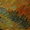 Fossilized fern - Carnic Alps Geopark
